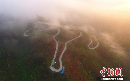 湖南永州阳明山近10万亩野生杜鹃醉游人