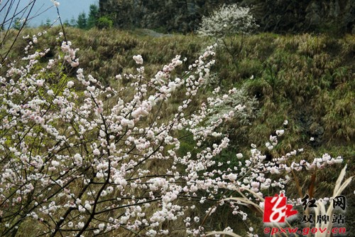 双牌县茶林镇近千亩山樱花盛情绽放