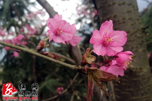 双牌县茶林镇近千亩山樱花盛情绽放