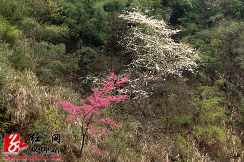 双牌县茶林镇近千亩山樱花盛情绽放