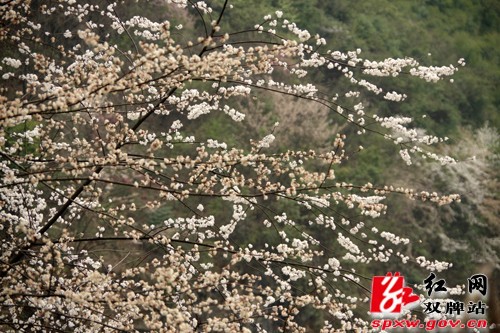 双牌县茶林镇近千亩山樱花盛情绽放