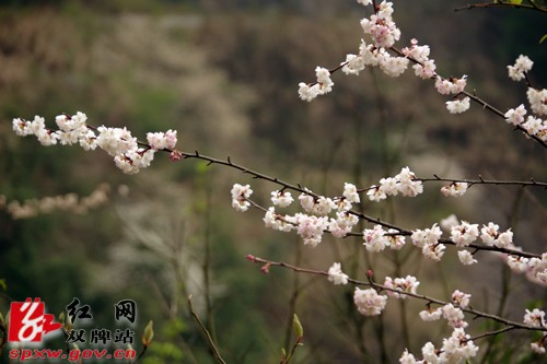 双牌县茶林镇近千亩山樱花盛情绽放